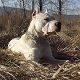 Kutya Argentin dog