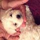 Kutya Bichon bolognese