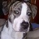 Kutya Amerikai staffordshire terrier