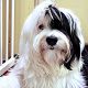 Kutya Tibeti terrier