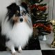 Kutya Sheltie