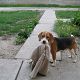 Kutya Beagle