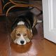 Kutya Beagle