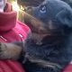Kutya Rottweiler