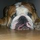 Kutya Bulldog