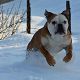 Kutya Bulldog