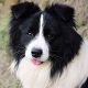 Kutya Border collie