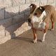 Kutya Pitbull terrier