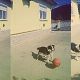 Kutya Border collie