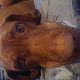 Kutya Magyar vizsla