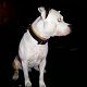 Kutya Amerikai staffordshire terrier