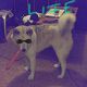 Kutya Akita inu