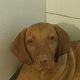 Kutya Magyar vizsla