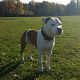 Kutya Amerikai staffordshire terrier