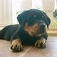 Kutya Rottweiler