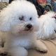 Kutya Bichon bolognese