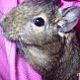 Kisemlős Degu