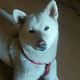 Kutya Akita inu