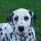 Kutya Dalmata