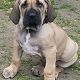 Kutya Fila brasileiro