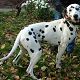 Kutya Dalmata