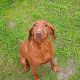 Kutya Magyar vizsla