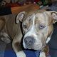 Kutya Amerikai staffordshire terrier