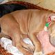 Kutya Amerikai staffordshire terrier