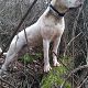 Kutya Argentin dog
