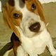 Kutya Beagle