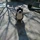 Kutya Amerikai staffordshire terrier