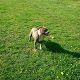 Kutya Amerikai staffordshire terrier
