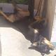 Kutya Rottweiler