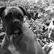 Kutya Boxer