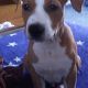 Kutya Staffordshire bullterrier