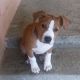 Kutya Staffordshire bullterrier