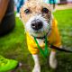 Kutya Jack Russel terrier