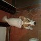 Kutya Jack Russel terrier