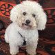 Kutya Bichon bolognese