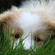 Kutya Border collie