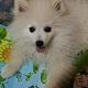 Kutya Spitz
