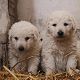 Kutya Kuvasz