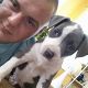 Kutya Amerikai staffordshire terrier