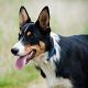 Kutya Border collie