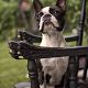 Kutya Boston terrier