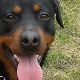 Kutya Rottweiler