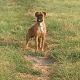 Kutya Boxer