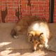 Kutya Collie