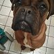 Kutya Boxer