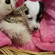 Kutya Jack Russel terrier